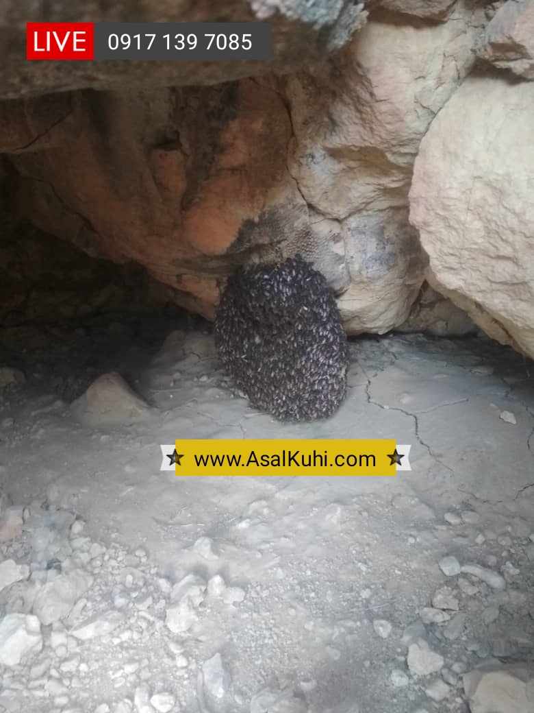 عسل کوهی